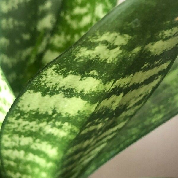 Sansevieria hyacinthoides Folla