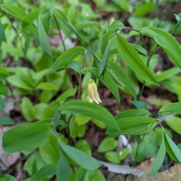 Uvularia sessilifolia Kvet