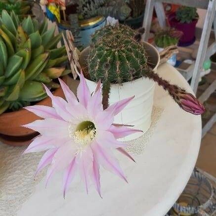 Echinopsis eyriesii Квітка