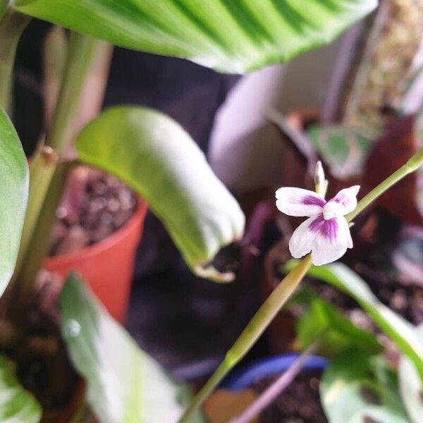 Maranta leuconeura Flor