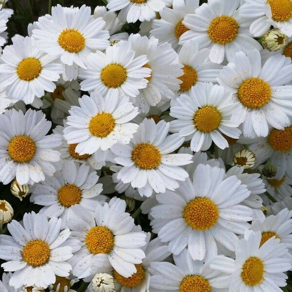 Anthemis maritima Flower