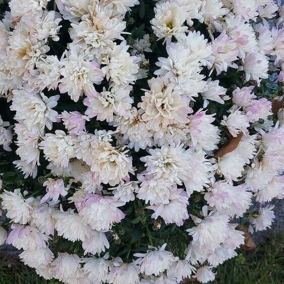 Dendranthema grandiflorum Flors