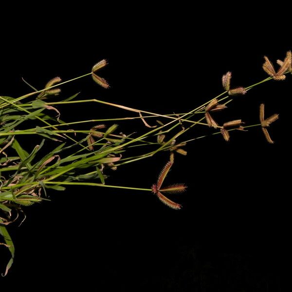 Dactyloctenium aegyptium Kwiat