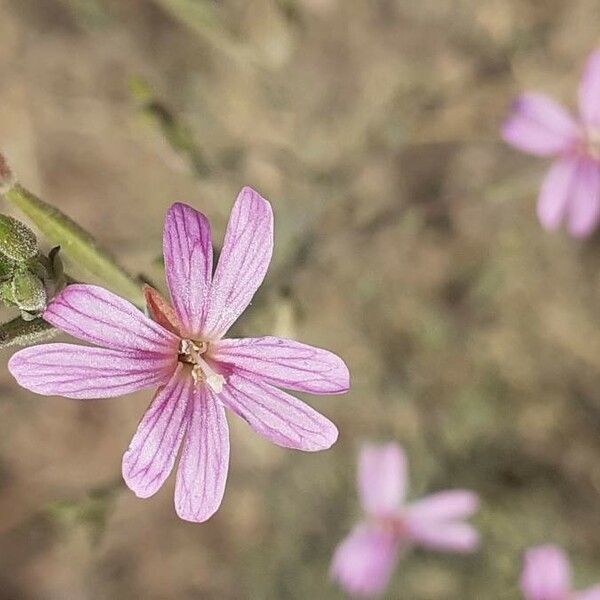 Epilobium brachycarpum Flower