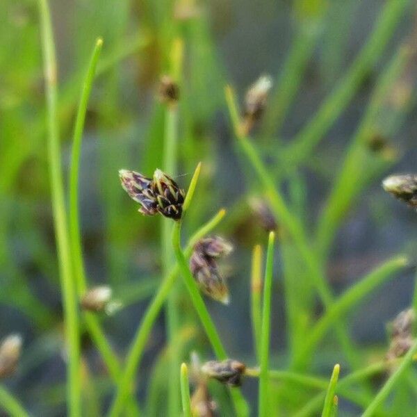 Isolepis setacea Кветка