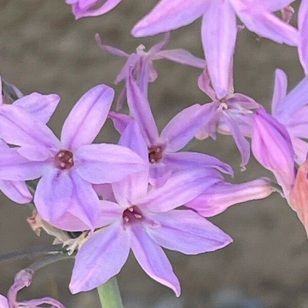 Tulbaghia violacea Květ