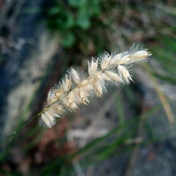 Melica ciliata Frukt