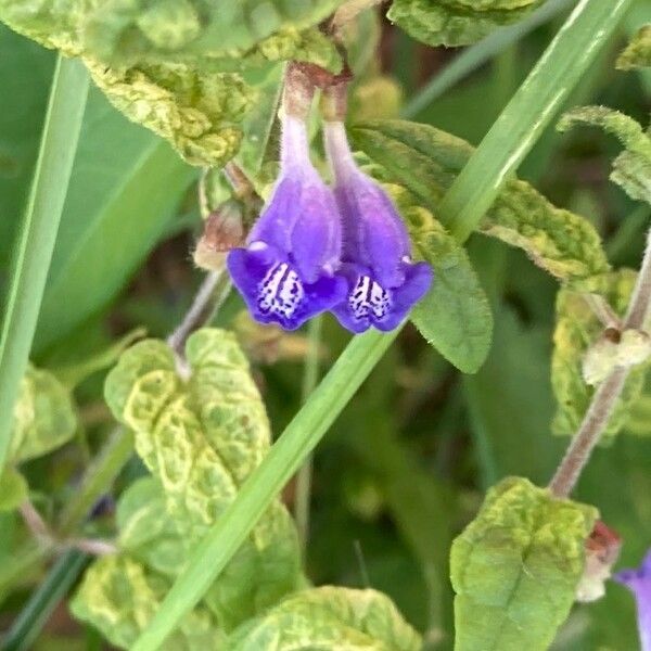 Scutellaria galericulata Lorea