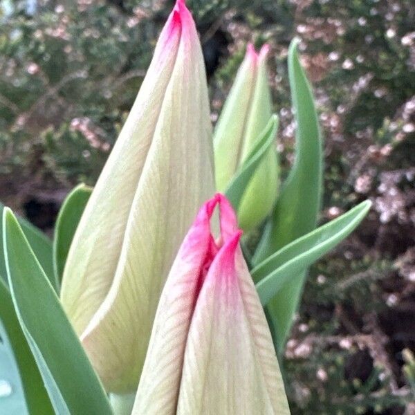 Peltandra virginica Bloem