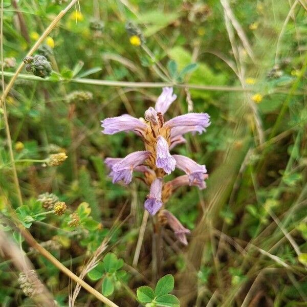 Phelipanche purpurea Květ