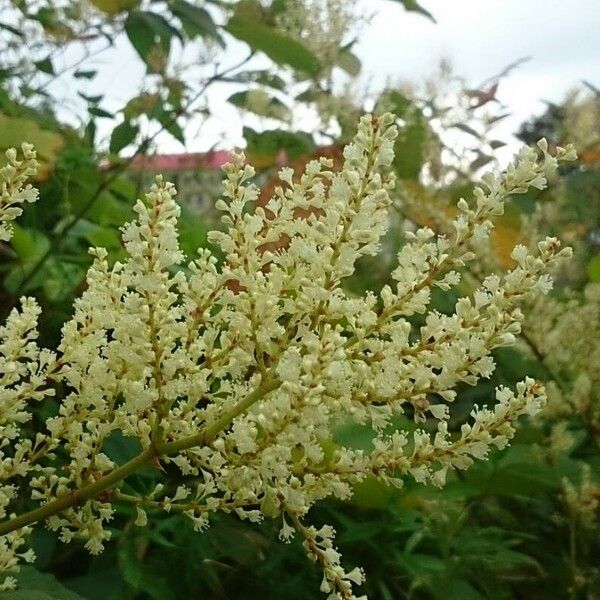 Reynoutria sachalinensis Blüte