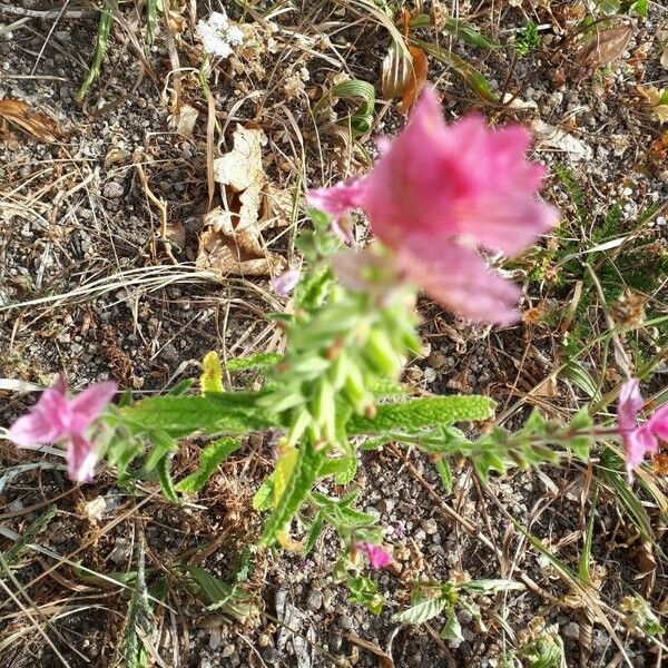 Salvia viridis Floare