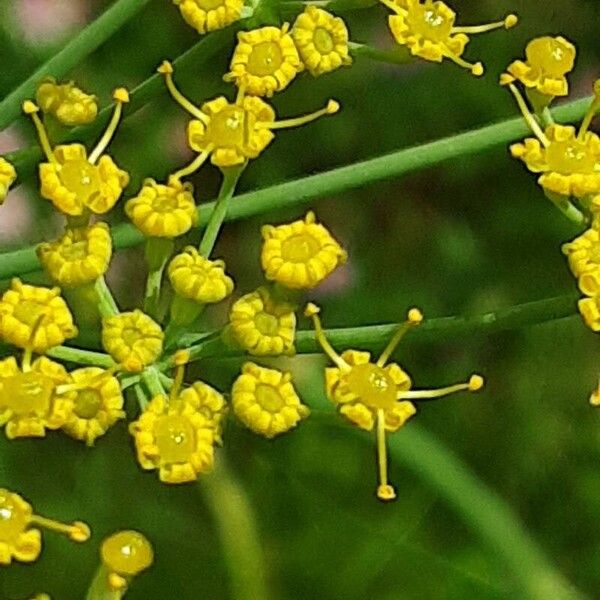 Foeniculum vulgare Blüte