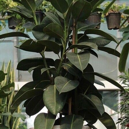 Ficus elastica Leaf