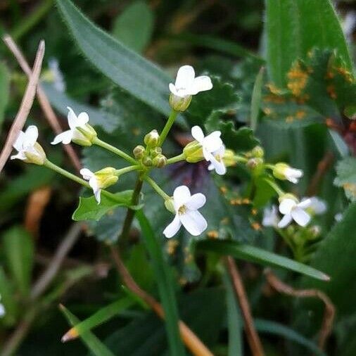 Calepina irregularis Žiedas