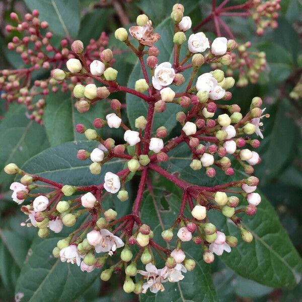 Viburnum tinus Kwiat