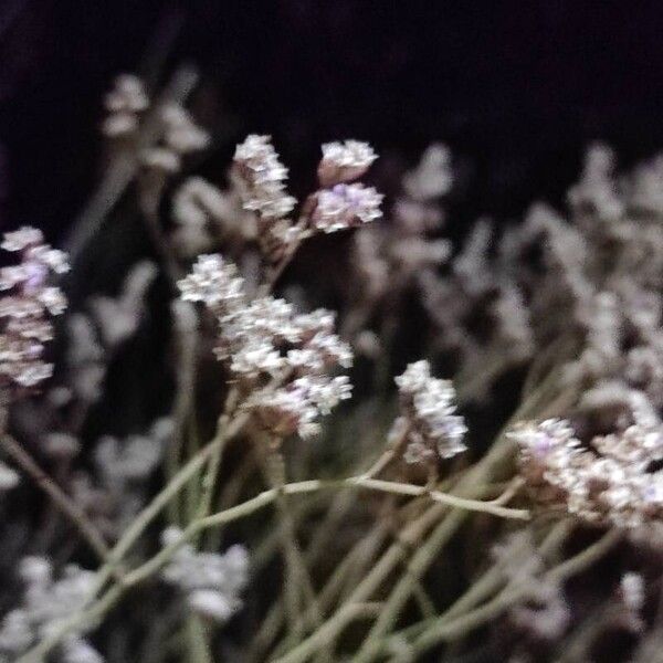 Limonium bellidifolium Kvet