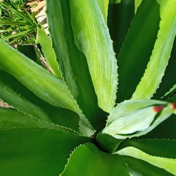 Agave shaferi Листок