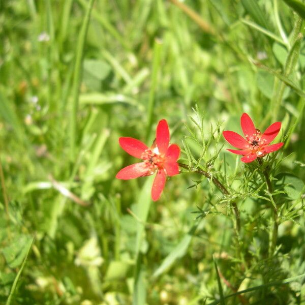 Adonis flammea Floare