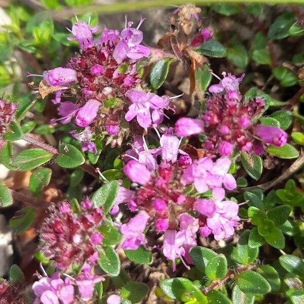 Thymus praecox Floro