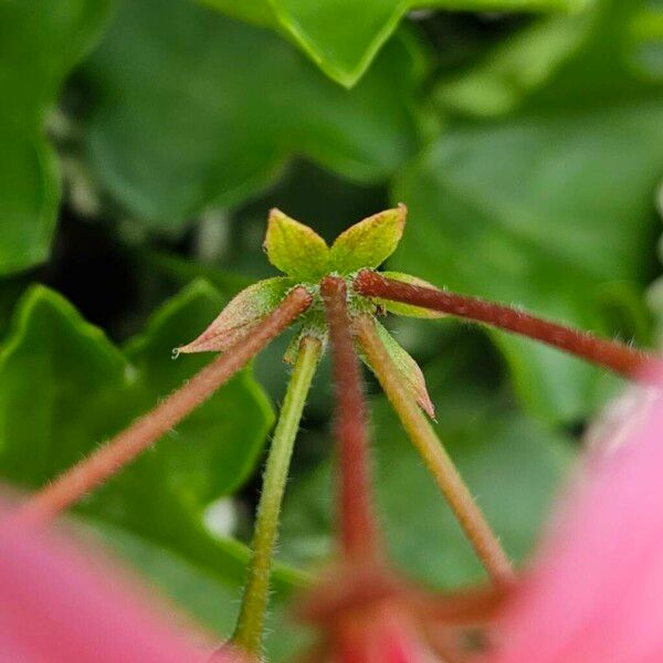 Pelargonium peltatum Anders