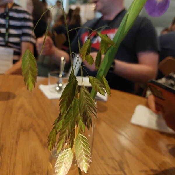 Chasmanthium latifolium Blomst