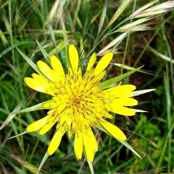 Tragopogon dubius 花