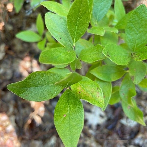 Vaccinium pallidum Leaf