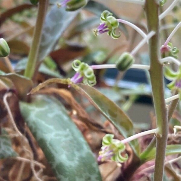 Ledebouria socialis Flower