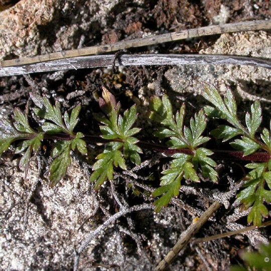Lomatium hallii (Hall's biscuitroot)