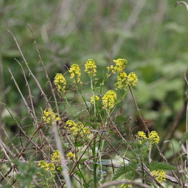 Barbarea vulgaris Flower