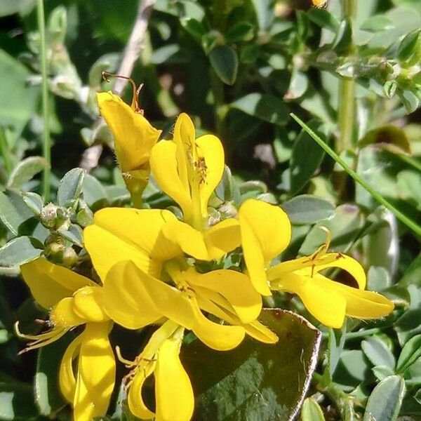 Genista pilosa Cvet