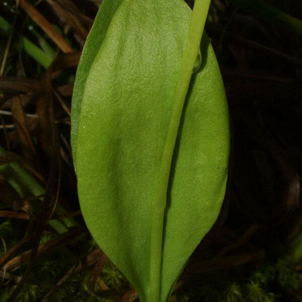 Ophioglossum engelmannii Ffrwyth