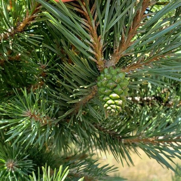 Pinus sylvestris Frucht
