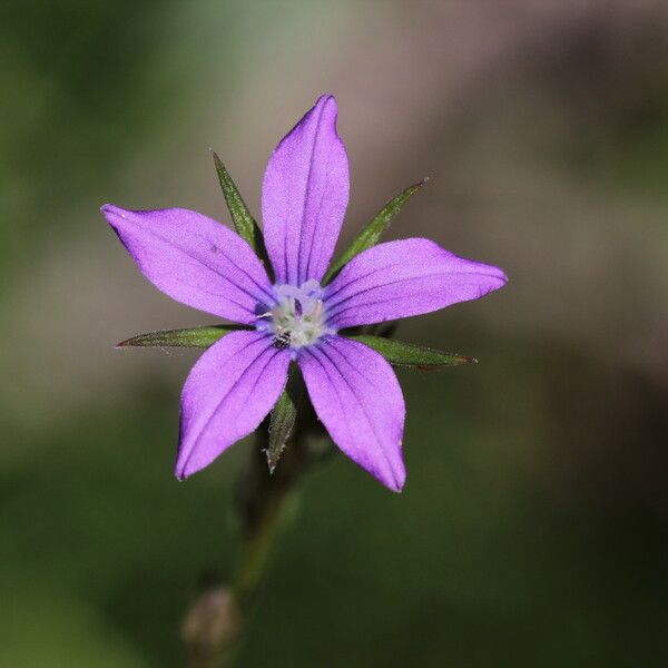 Triodanis perfoliata Blüte