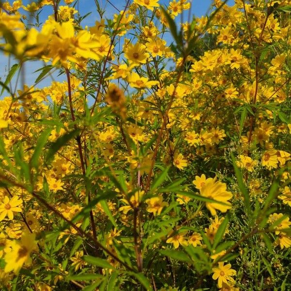 Bidens aristosa Flower