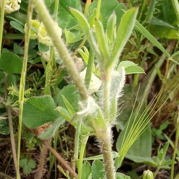 Silene gallica Leaf