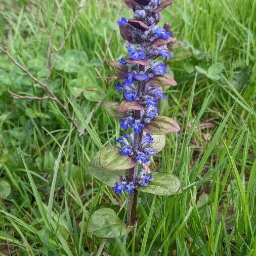 Ajuga reptans Leaf