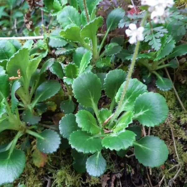 Saxifraga spathularis 叶