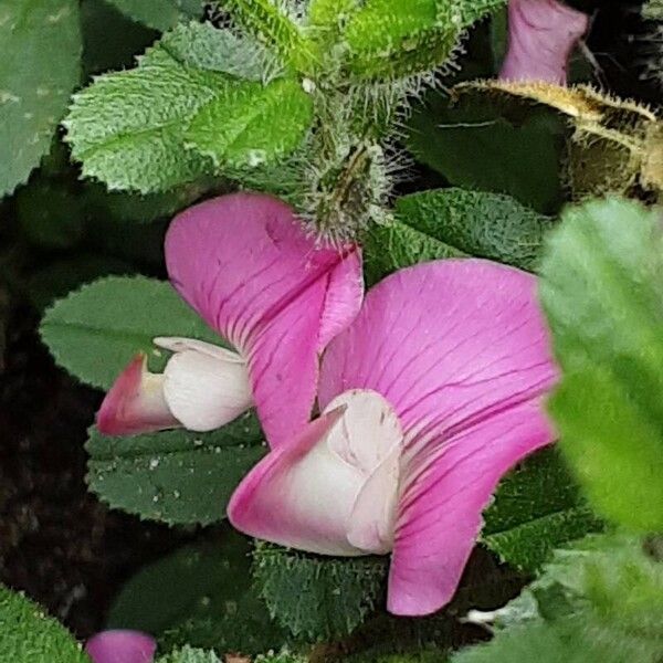 Ononis reclinata Flors