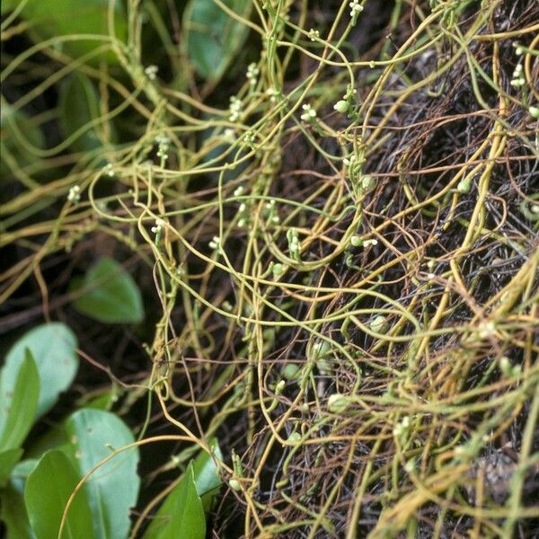 Cassytha filiformis Flower