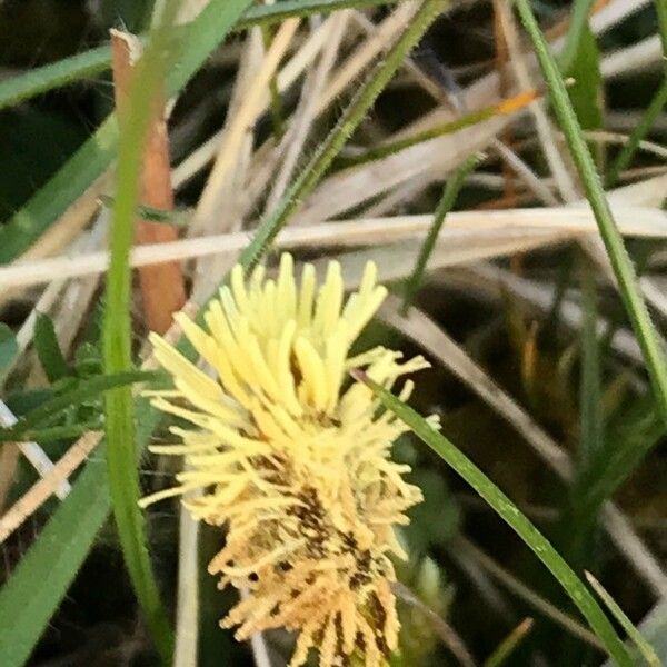 Carex caryophyllea Blomst