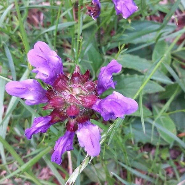 Prunella grandiflora Flower