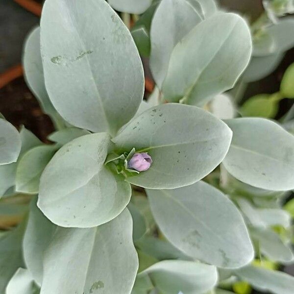 Mertensia maritima Leaf