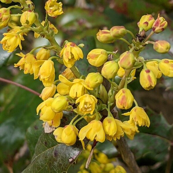 Berberis aquifolium Цветок