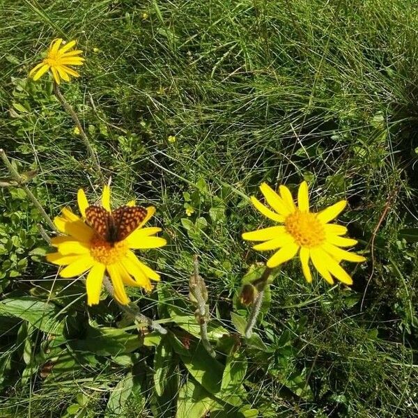 Arnica montana Blomma