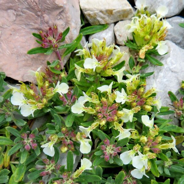 Teucrium montanum Blomma