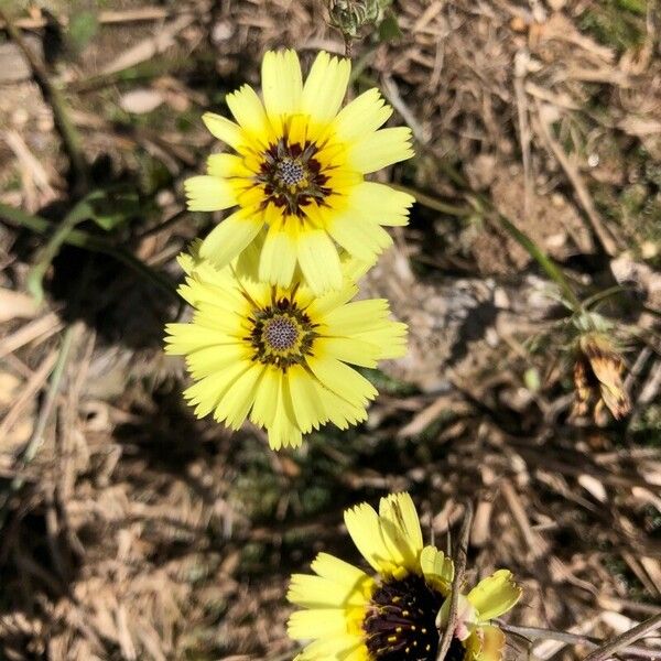 Tolpis barbata Flower