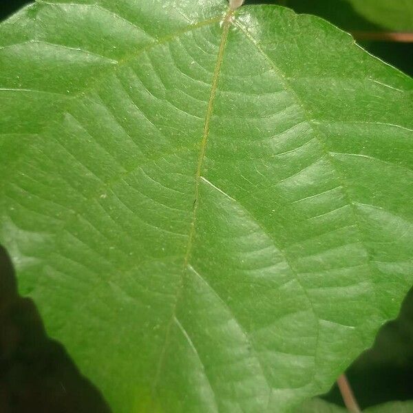 Alchornea cordifolia ഇല