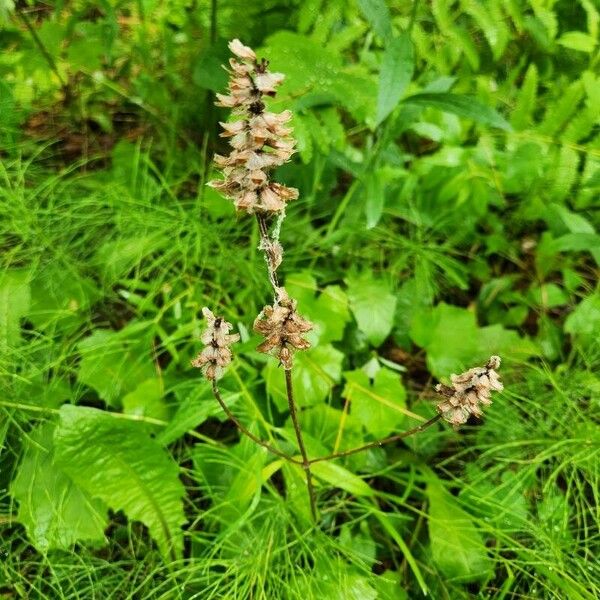 Pedicularis canadensis 形態